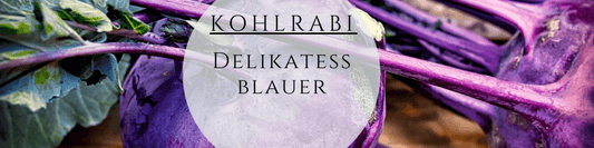 Bio Kohlrabi Delikatess Blauer