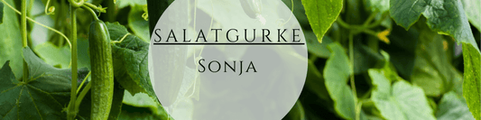 Bio Salatgurke Sonja