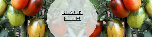 Black Plum Ratgeber