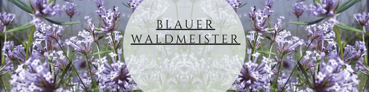 Blauen Waldmeister anbauen