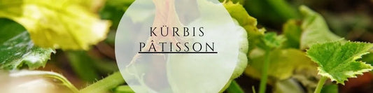 Kürbis Pâtisson pflegen & ernten