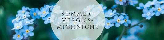 Sommervergissmeinnicht pflegen