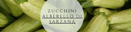 Zucchini Alberello di Sarzana ernten & pflegen