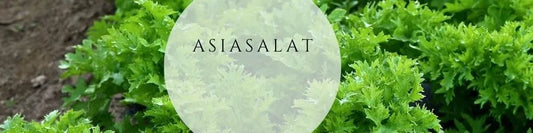 Asiasalat pflegen & ernten