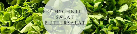 Buttersalat pflegen & ernten