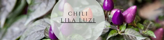 Chili Lila Luzi pflegen & ernten