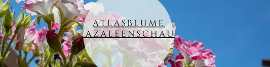 Atlasblume pflegen & pflanzen