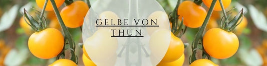 Gelbe von Thun pflegen & ernten