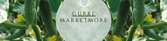 Gurke Marketmore Anzucht