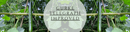 Gurke Telegraph Improved Anzucht