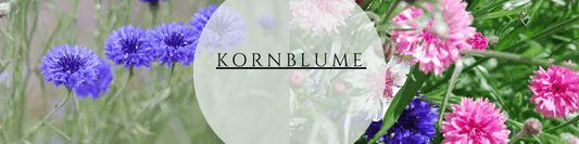 Kornblume anbauen