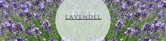 Lavendel Anbau