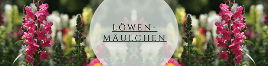 Löwenmäulchen Anzucht