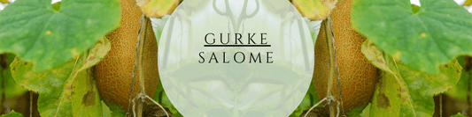 Gurke Salome Anzucht