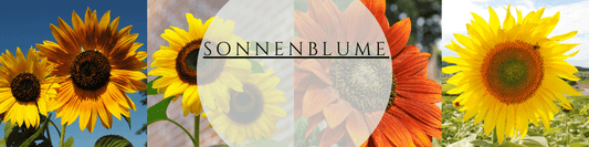 Sonnenblumen anbauen