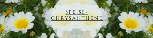 Speisechrysantheme Anbau