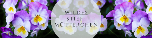 Wildes Stiefmütterchen Anzucht