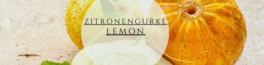 Zitronengurke Lemon pflegen & ernten