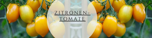 Zitronentomate pflegen & ernten