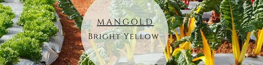 Zur Anzucht und Pflege deines Bright Yellow Mangold