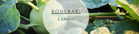 Kohlrabi Lanro