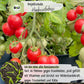 Bio Ampeltomate Himbeerfarbige Samen