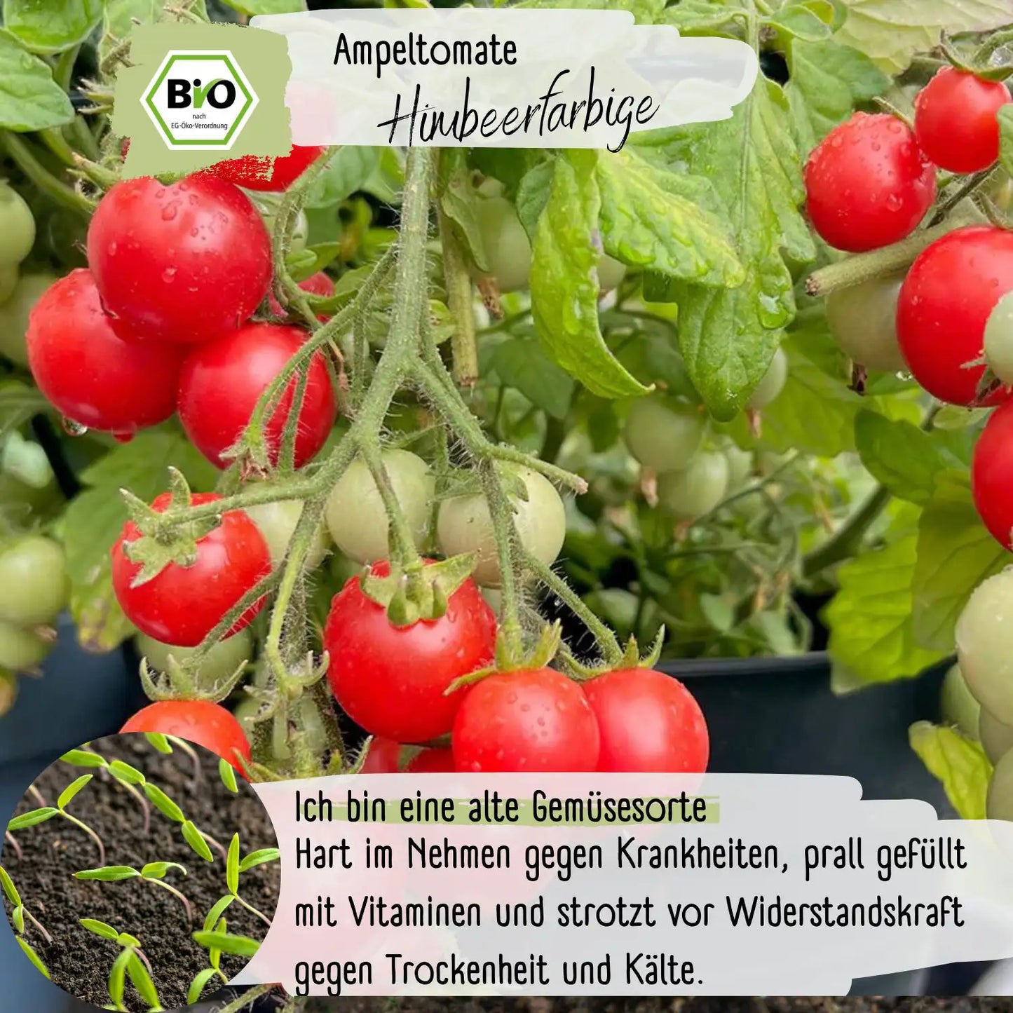 Bio Ampeltomate Himbeerfarbige Samen
