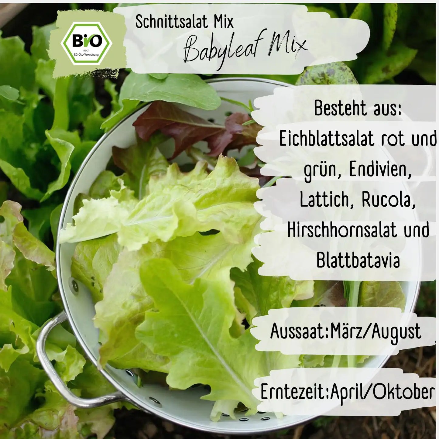 Bio Schnittsalat Samen Mix