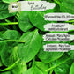 Bio Spinat Samen