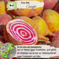 Bio Rote Bete Chioggia Samen