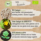 Bio Russische Gurke Samen