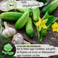 Bio Gurke Vorgebirgstraube Samen