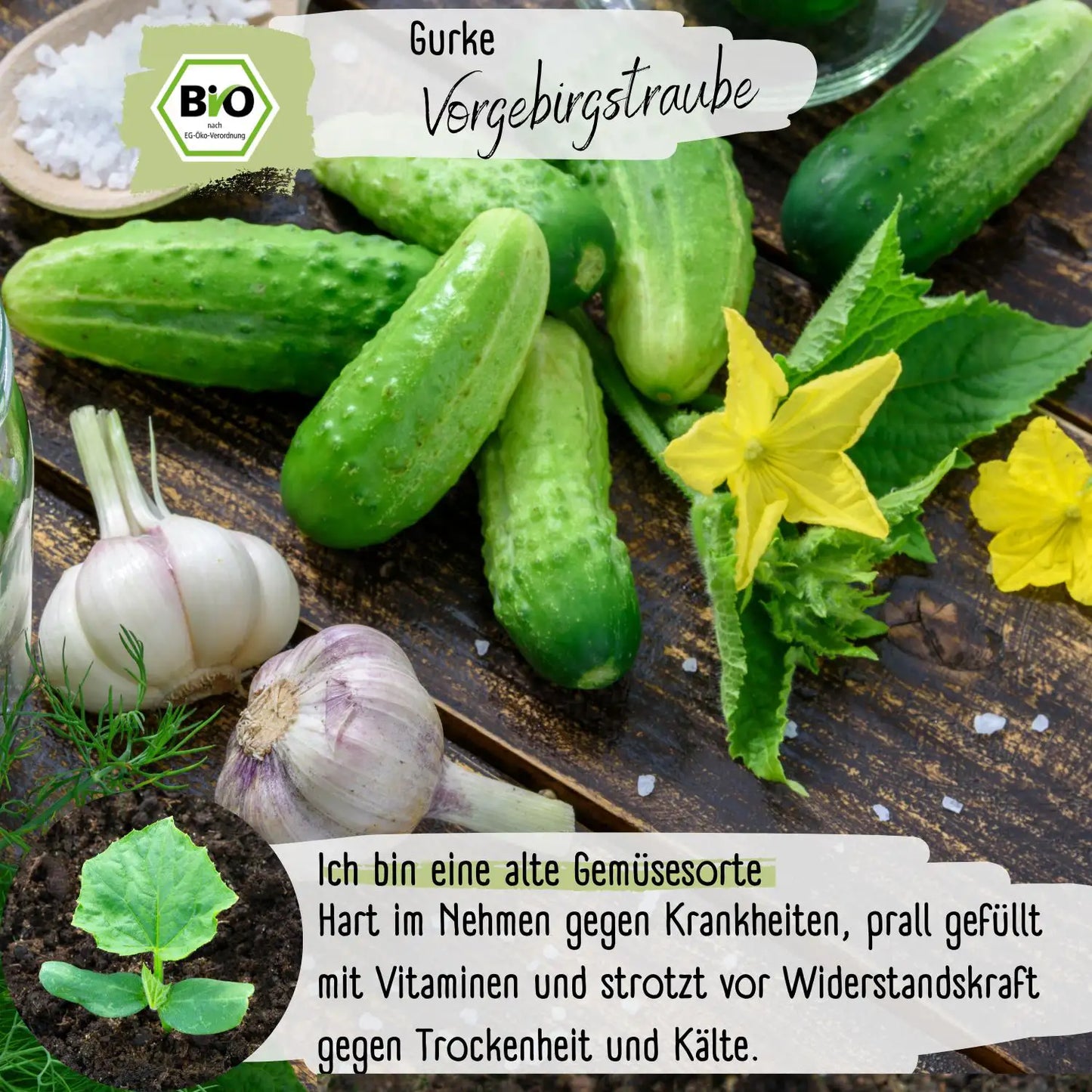 Bio Gurke Vorgebirgstraube Samen