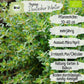 Bio Thymian Samen