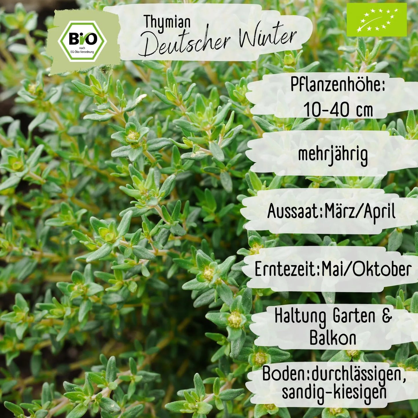 Bio Thymian Samen
