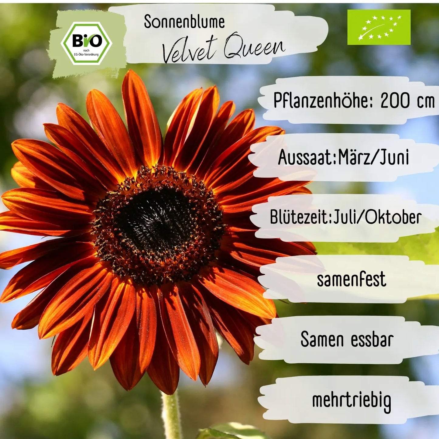 Bio Sonnenblume Velvet Queen Samen