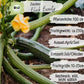 Bio Zucchini Black Beauty Samen