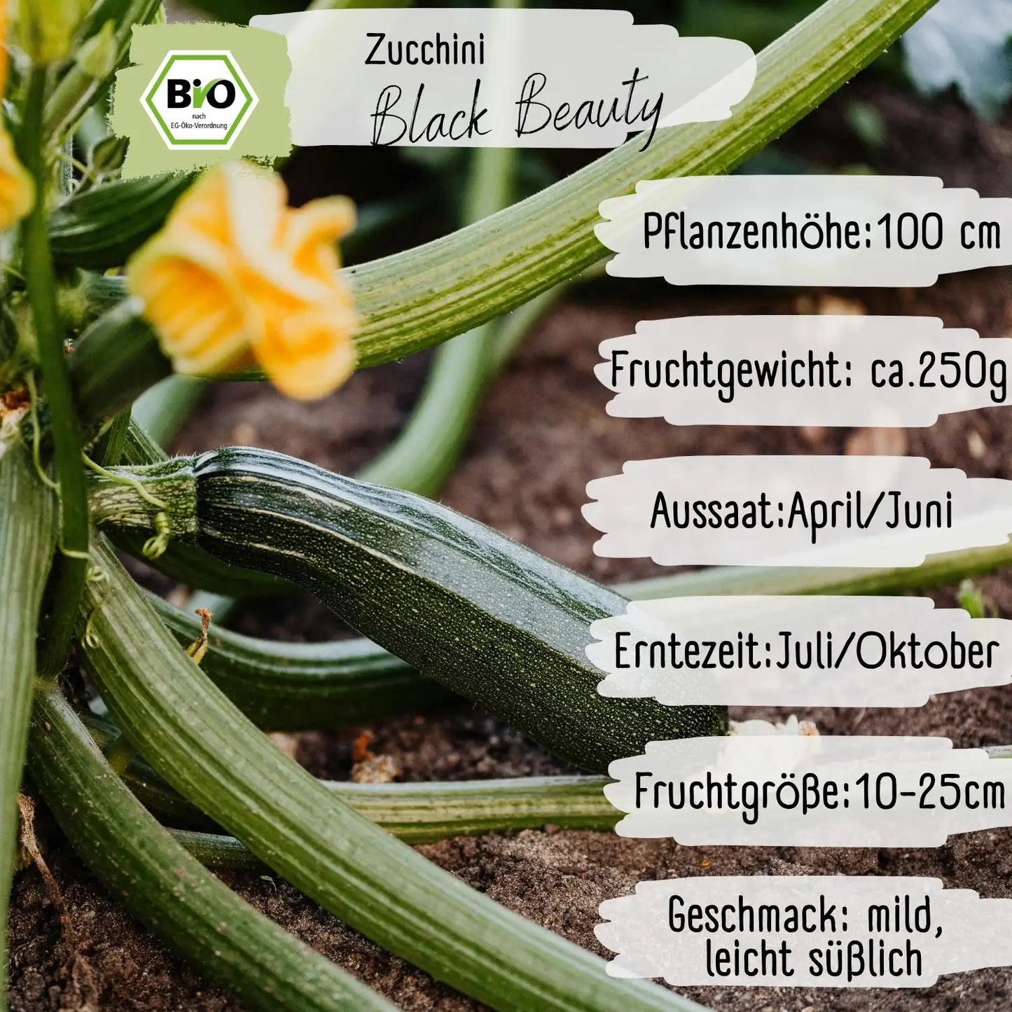 Bio Zucchini Black Beauty Samen