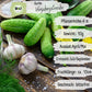 Bio Gurke Vorgebirgstraube Samen