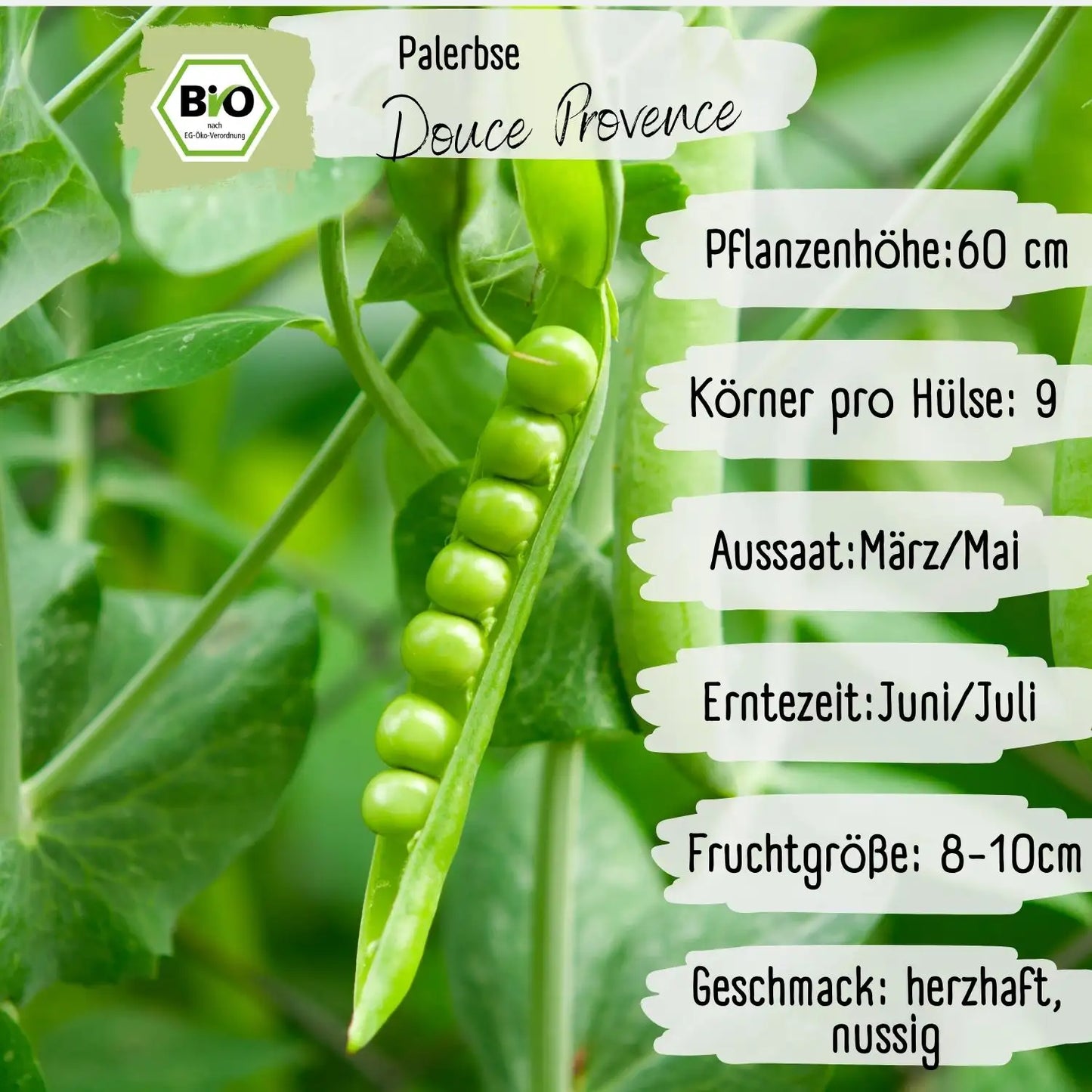 Bio Palerbse Douce Provence Samen