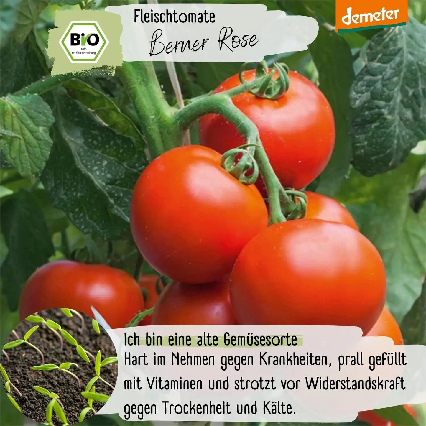 Demeter Berner Rose Tomaten Samen