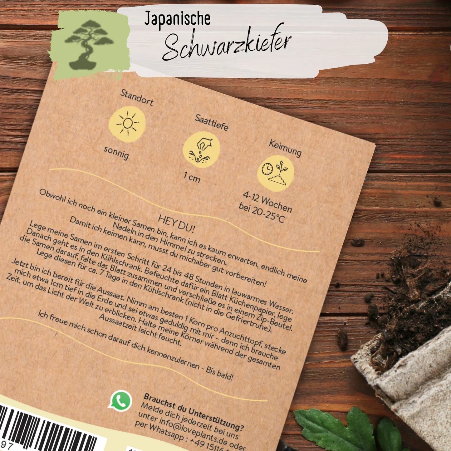 Japanische Schwarzkiefer Samen