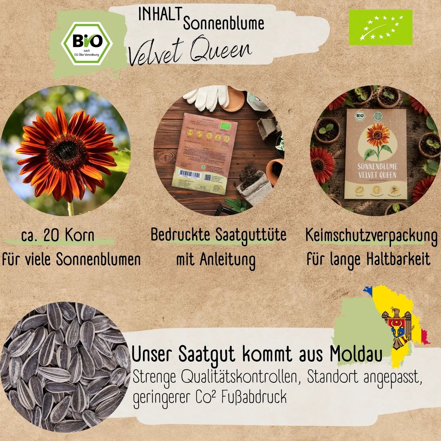 Bio Sonnenblume Velvet Queen Samen