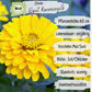Bio Zinnie Samen Liliput Kanariengelb
