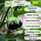 Bio Aubergine Bambino Samen