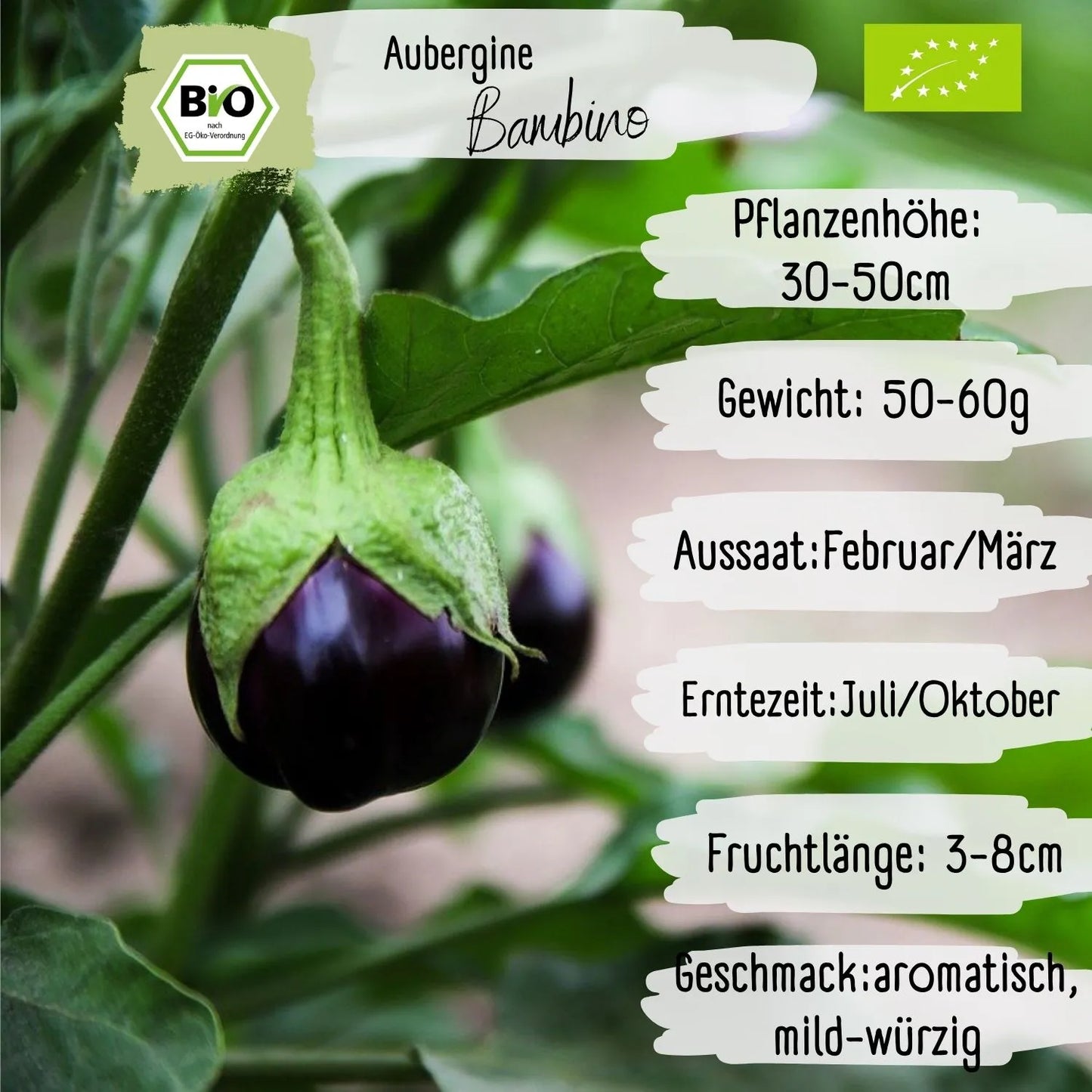 Bio Aubergine Bambino Samen