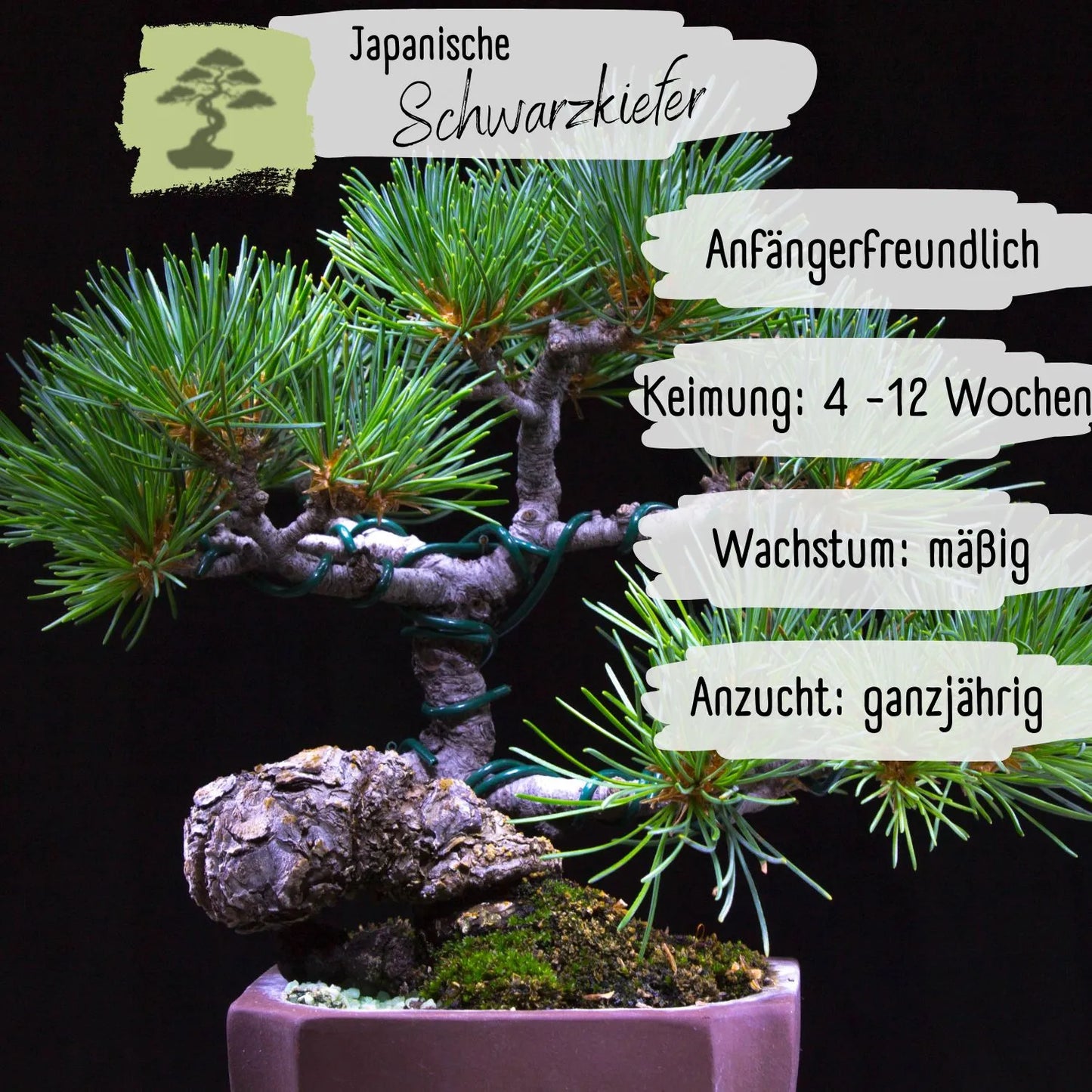 Japanische Schwarzkiefer Samen
