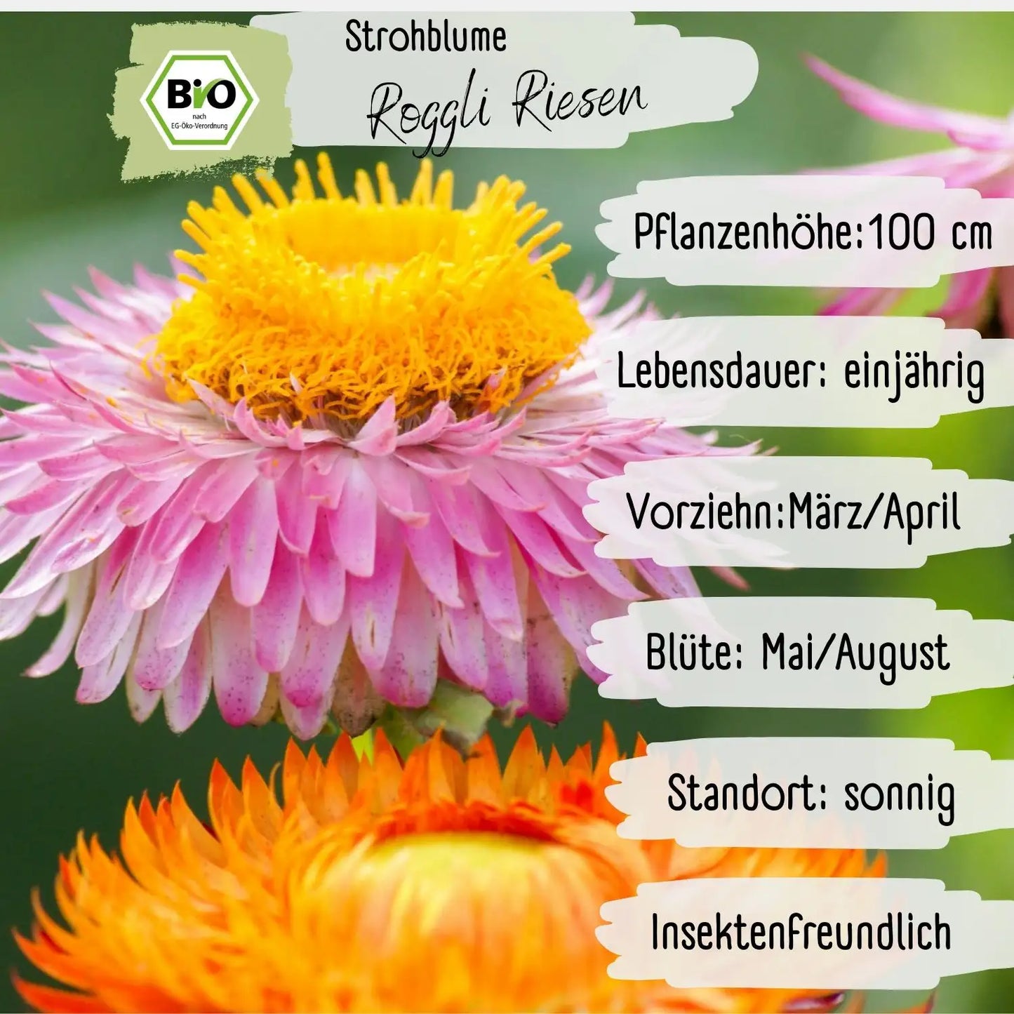 Bio Strohblume Samen Roggli Riesen
