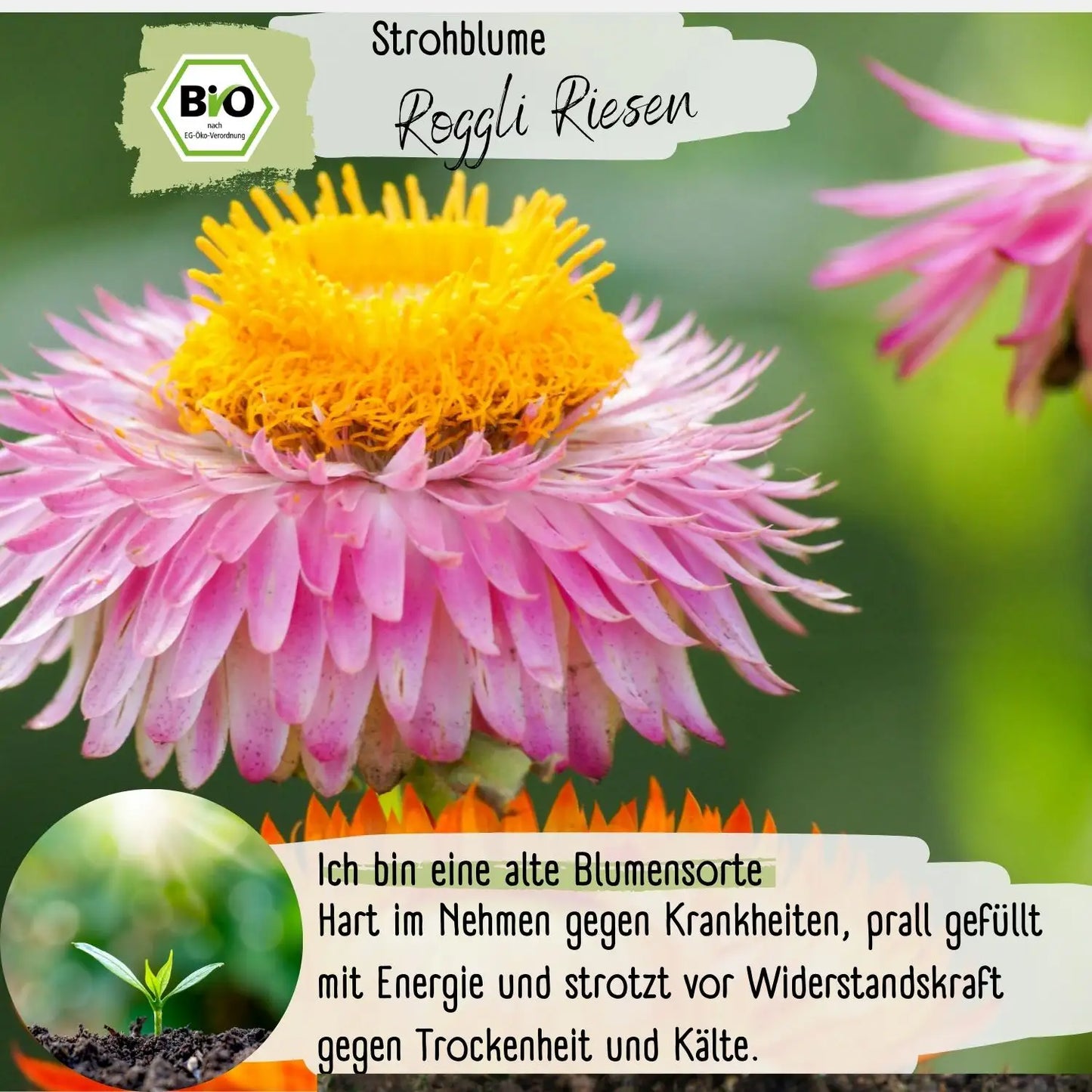 Bio Strohblume Samen Roggli Riesen