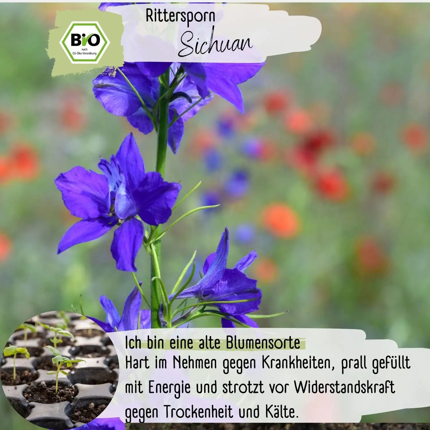 Bio Rittersporn Sichuan Samen